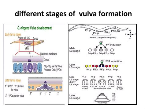 organogenesis ,vulva formation in Caenorhabditis elegans | PPTX