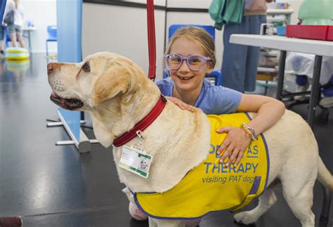 Therapy animals: touching moments of animals helping humans heal