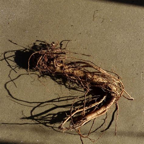 Bare Root Plants - How To Grow Bare Root Hollyhocks | Gardening Know How