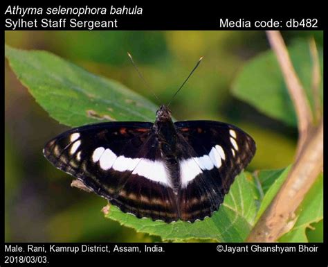 Athyma selenophora | Butterfly