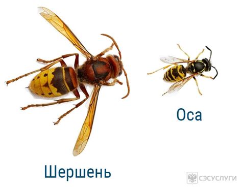 Как выглядит шершень? - отличие от осы, строение, личинки
