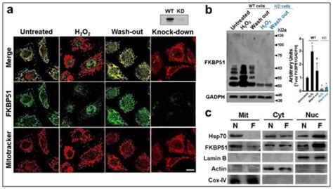 Cells | Special Issue : Scaffold Proteins in Health, Disease, and Therapy