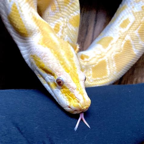 Pythonidae Morphs 的图像结果