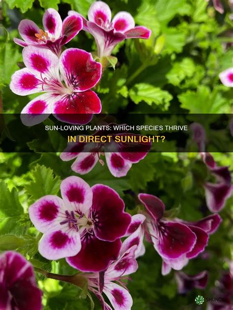Sun-Loving Plants: Which Species Thrive In Direct Sunlight? | ShunCy