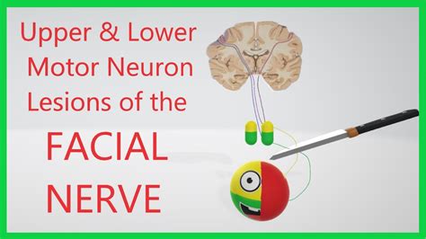 Image result for Upper Motor Neuron Function