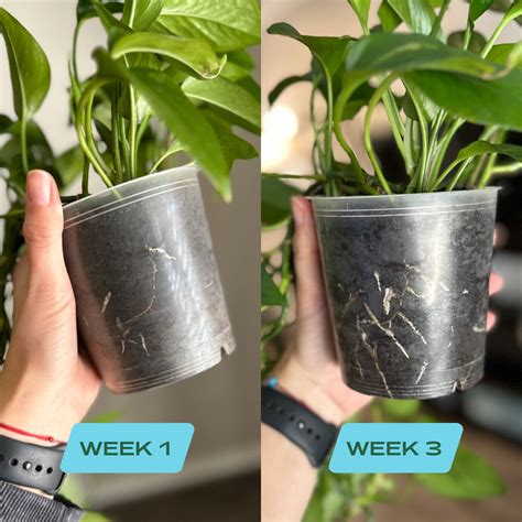 Houseplant Soil – Rosy Soil