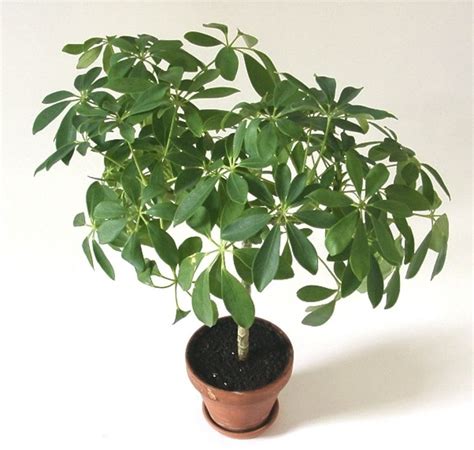 Creative Farmer Schefflera Umbrella (Schefflera Actinophylla) Indoor ...