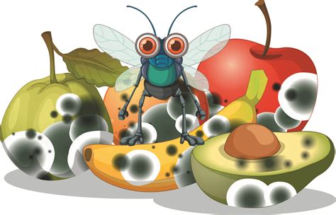 Clean Sink Drain Fruit Flies at Virginia Olsen blog