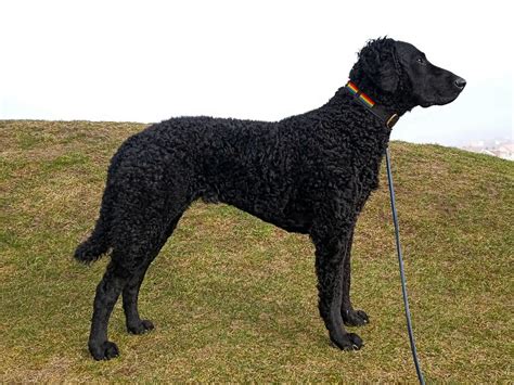Curly-Coated Retriever: The Bold, Intelligent Hunting Dog