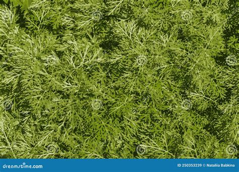 Sweet Wormwood, Artemisia Annua, Herb Circle, And Artemisinin Formula ...