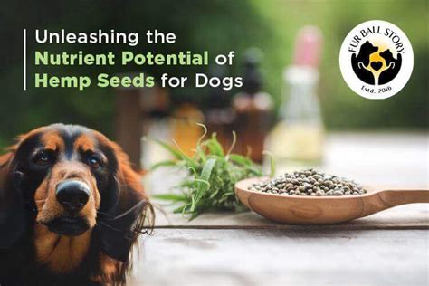 Hemp Seeds for Dogs: Unleash Their Nutrient Potential – Fur Ball Story
