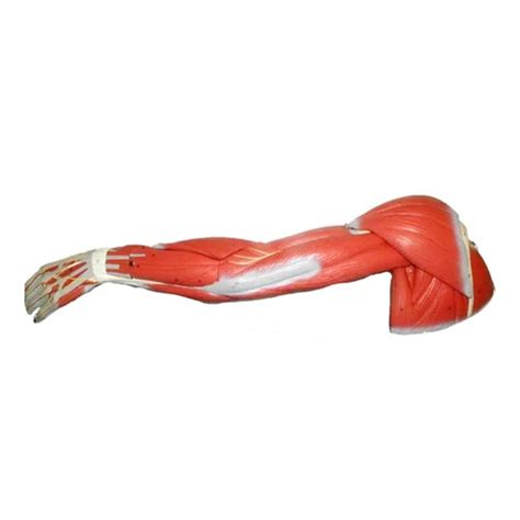 Muscle of Human Arm with Main Vessels and Nerves – MeddeyGo.com