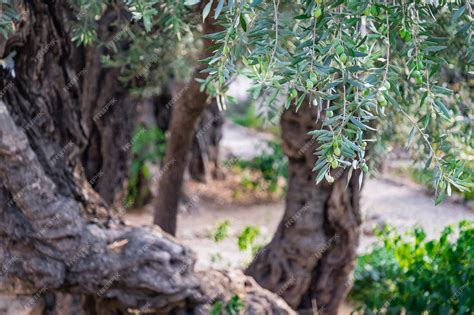 Beautiful ancient olive trees in gethsemane garden in jerusalem israel ...