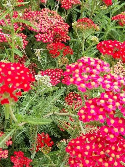 Five crowns and fish and chip night , 2 - 4 Logan Street, Frankston ...