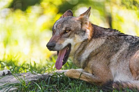 Download wallpaper 5120x3413 wolf, protruding tongue, animal, predator ...