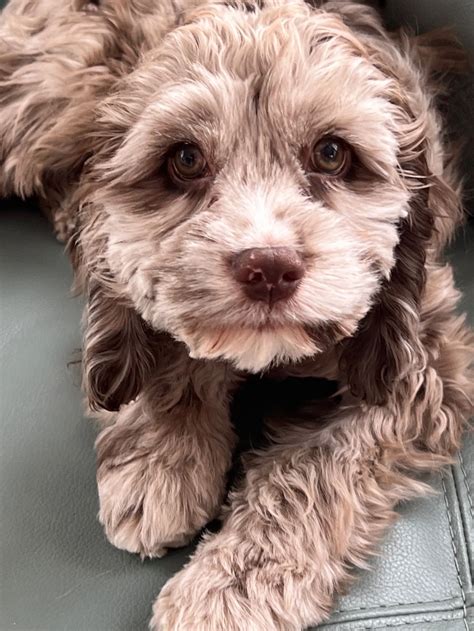 Image result for Mini Cockapoo