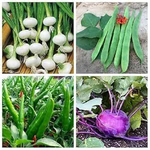 SimXotic Seeds Combo of KnolKhol Purple, Semphali, Onion White & Chilly ...