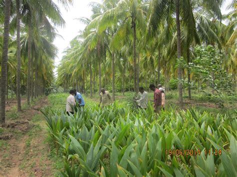 Coconut Development Board