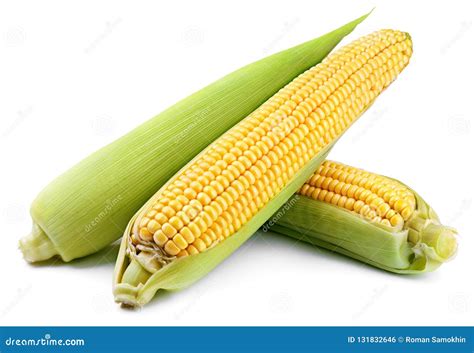 Ears of Corn Isolated on White Stock Photo - Image of ripe, organic ...
