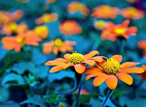 Two Daisies - Framed Prints by Sherly David | Buy Posters, Frames ...