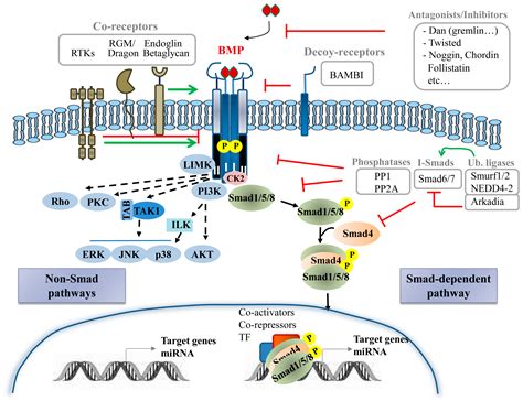 BMP Signalling at the Crossroad of Liver Fibrosis and Regeneration