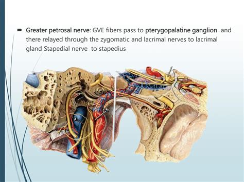 CRANIAL NERVES. | PPT