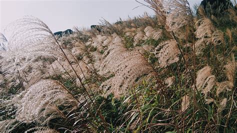 Nature Plant 的图像结果