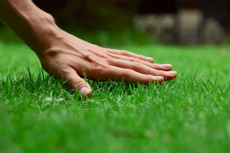 The Grass Is Always Greener: How to Make Your Lawn Greener