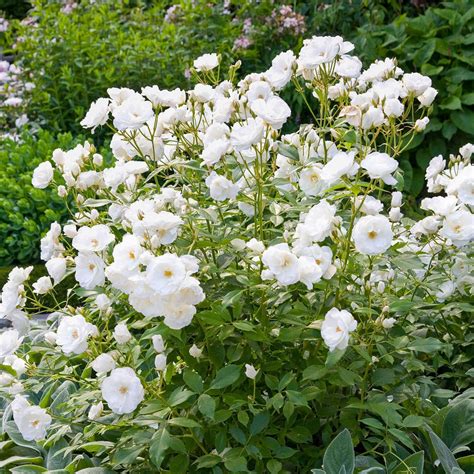 Image result for iceberg roses | Rose bushes for sale, White flowering ...