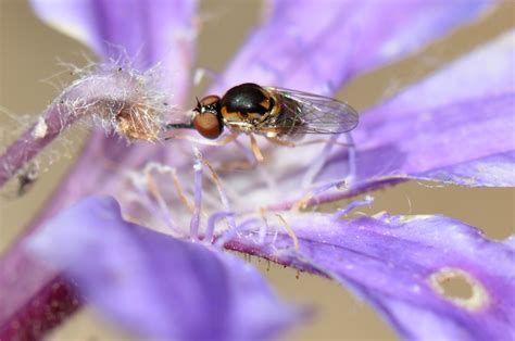 The Ability to Taste Alkaline - Recently discovered taste receptor allows flies to sense ...