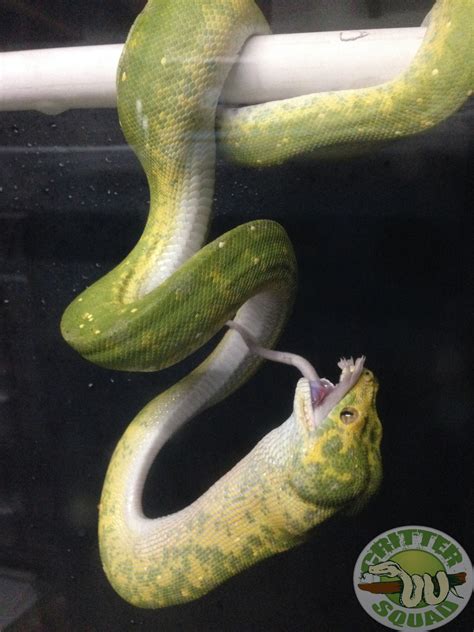 Image result for Green Tree Python Eating