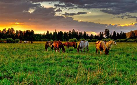 Bing Wallpaper Horses 的图像结果