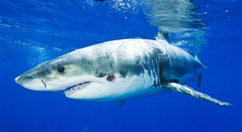 Cookiecutter Shark Life Cycle Understanding Cookiecutter Sharks