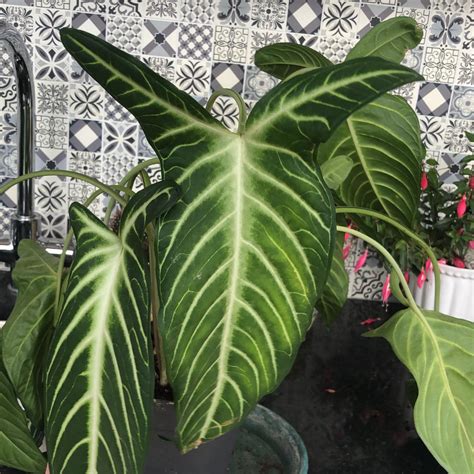 Black Spots on My Xanthosoma Angel wings Leaves