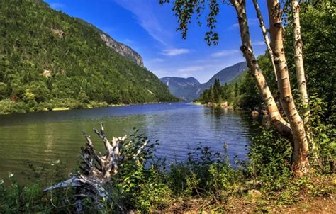 Download wallpaper forest, grass, trees, mountains, river, stones ...