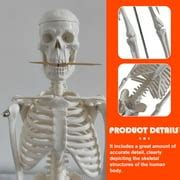 Buy Medical Anatomical Skeleton Human Skeleton Model Scientific Model ...