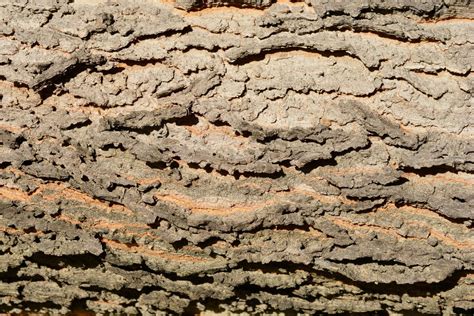 Image result for Hackberry Tree Uses