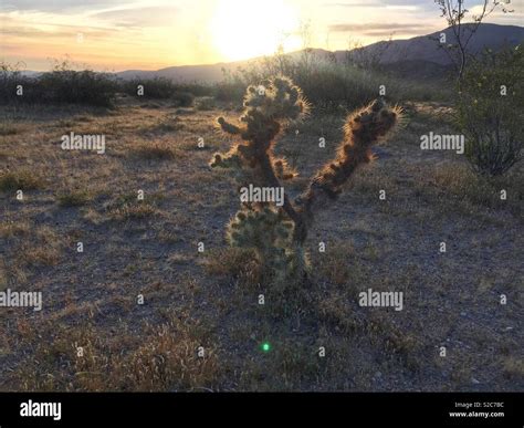 Teddy bear cactus Stock Photo - Alamy