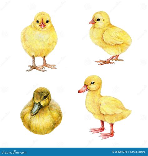 Chick and Duckling Hand Drawn Illustration Set. Cute Small Newborn Farm ...