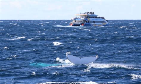 Your Comprehensive Guide To Whale Watching In Mirissa