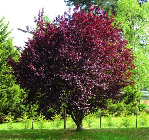 Prunus Cerasifera 'Nigra' Semi Advanced (Common Name - Flowering Plum ...