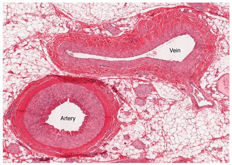 Blood Vessel Anatomy: Insights from Microscopic Views - Anatomy Note