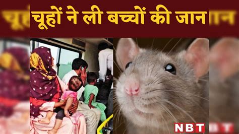 Nuh News,नूंह में चूहों से फैली बीमारी से हुई 4 बच्चों की मौत, मचा ...