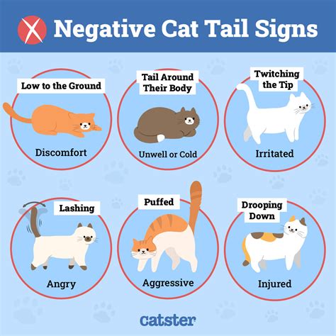 Cat Tail Movements Why Do Cats Wag Their Tails: 17 Tail Behaviours