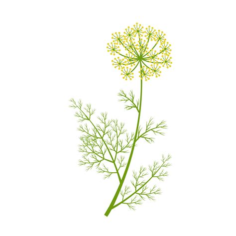 Dill Flower Drawing