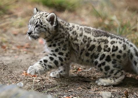 Snow Leopard Baby