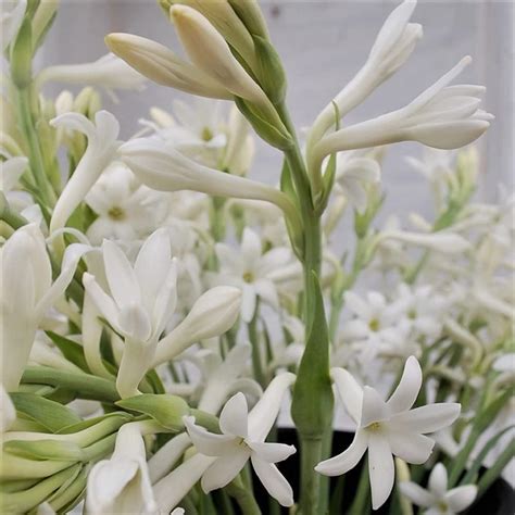 Urban Gardens Rajanigandha Double Flowering Or Tuberose Double Petal ...