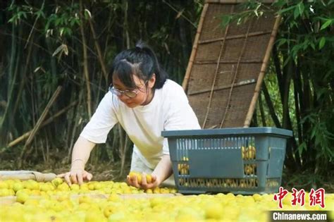 “空港新城”来了！28岁村支书和她的“城市梦”_手机凤凰网