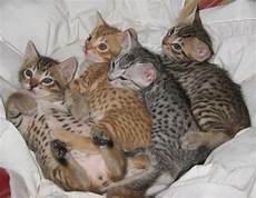 cat breeders somali cat breeder ocicat cat breeders australia ocicat cat breeders somali cat breeder ocicat cat breeders australia ocicat