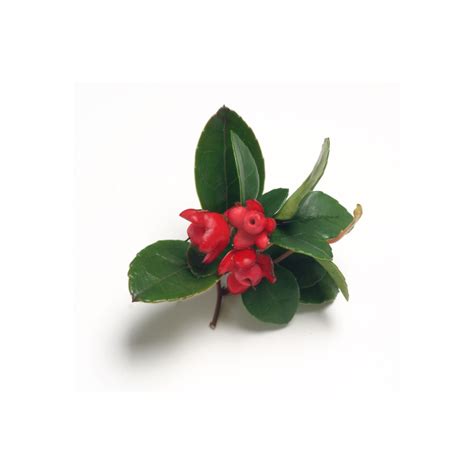Wintergreen Essential Oil – Rajkamal Oils